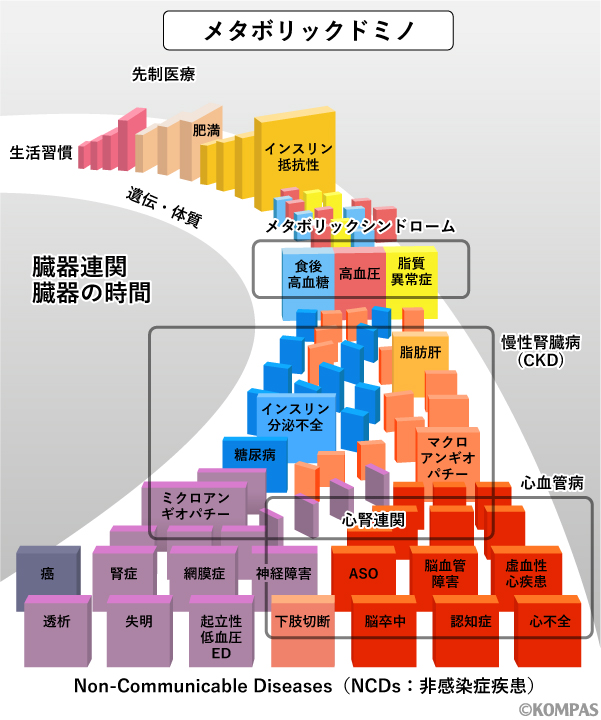 「なぜ、太ると高血圧になるのですか？」 ―メタボリックドミノと臓器の緊張、そして高血圧　その① イメージ画像